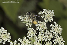 leafcutter, mortar, or resin bee (Megachile sp.)