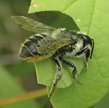 leafcutter, mortar, or resin bee (Megachile sp.)