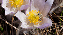 Click to enlarge ligated furrow bee 07
