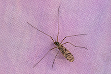limoniid crane fly 01