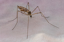 limoniid crane fly - Featured photo