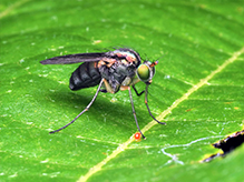 Click to enlarge longlegged fly (Dolichopus sp.) 09