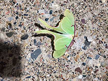 Click to enlarge luna moth 04