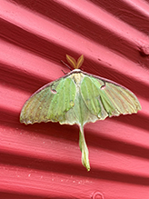 luna moth 05