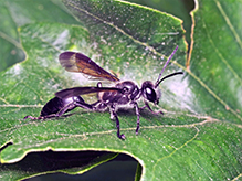 Mexican grass-carrying wasp 17