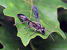 Mexican grass-carrying wasp 18