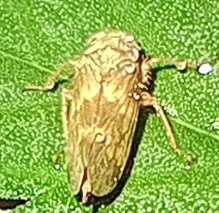 meadow spittlebug 21