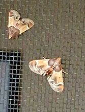 Click to enlarge meal moth 04
