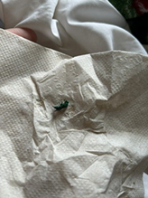 metallic bluish-green cuckoo wasp 14