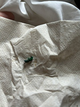 metallic bluish-green cuckoo wasp 15