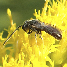 metallic sweat bee