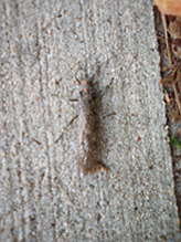 Click to enlarge Midwestern salmonfly 03