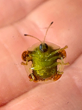 Click to enlarge mottled tortoise beetle 04