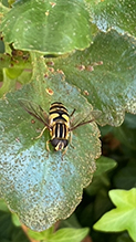 Click to enlarge narrow-headed marsh fly 11