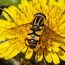 Click to enlarge narrow-headed marsh fly 12