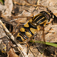 narrow-headed marsh fly - Featured photo