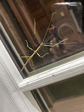 northern walkingstick 35