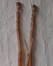 northern walkingstick 36