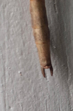 northern walkingstick 37