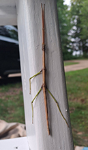 northern walkingstick 38