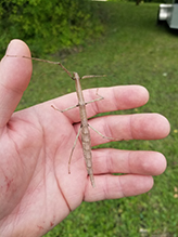 northern walkingstick 39