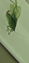 oblong-winged katydid 14