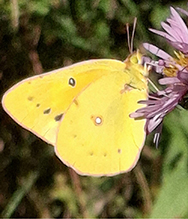 Orange Sulphur - Featured photo