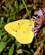 Orange Sulphur 14