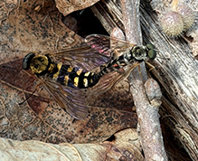 ornate snipe fly 05