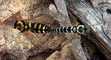 ornate snipe fly 05