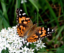 Painted Lady 44