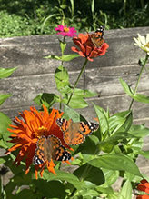 Painted Lady 51