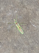 pale green assassin bug 48