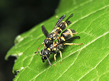 Click to enlarge perennial mason wasp 04