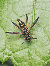Click to enlarge perennial mason wasp 05