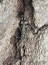 pine tree spur-throat grasshopper 01