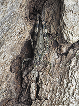 pine tree spur-throat grasshopper 02