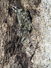 pine tree spur-throat grasshopper - Featured photo