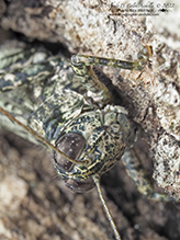 pine tree spur-throat grasshopper 04