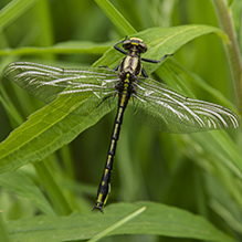 Click to enlarge plains clubtail 08