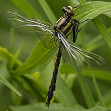 plains clubtail - Featured photo