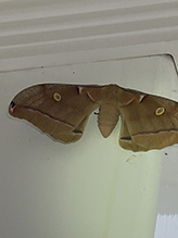 polyphemus moth 39