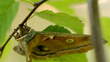 polyphemus moth 41