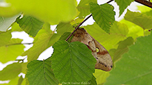polyphemus moth 42