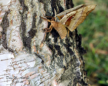 polyphemus moth 44