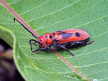 red milkweed beetle 26