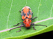 red milkweed beetle 27