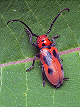 red milkweed beetle - Featured photo