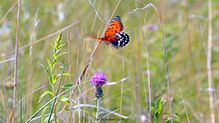 Regal Fritillary 66