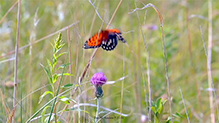 Regal Fritillary 67